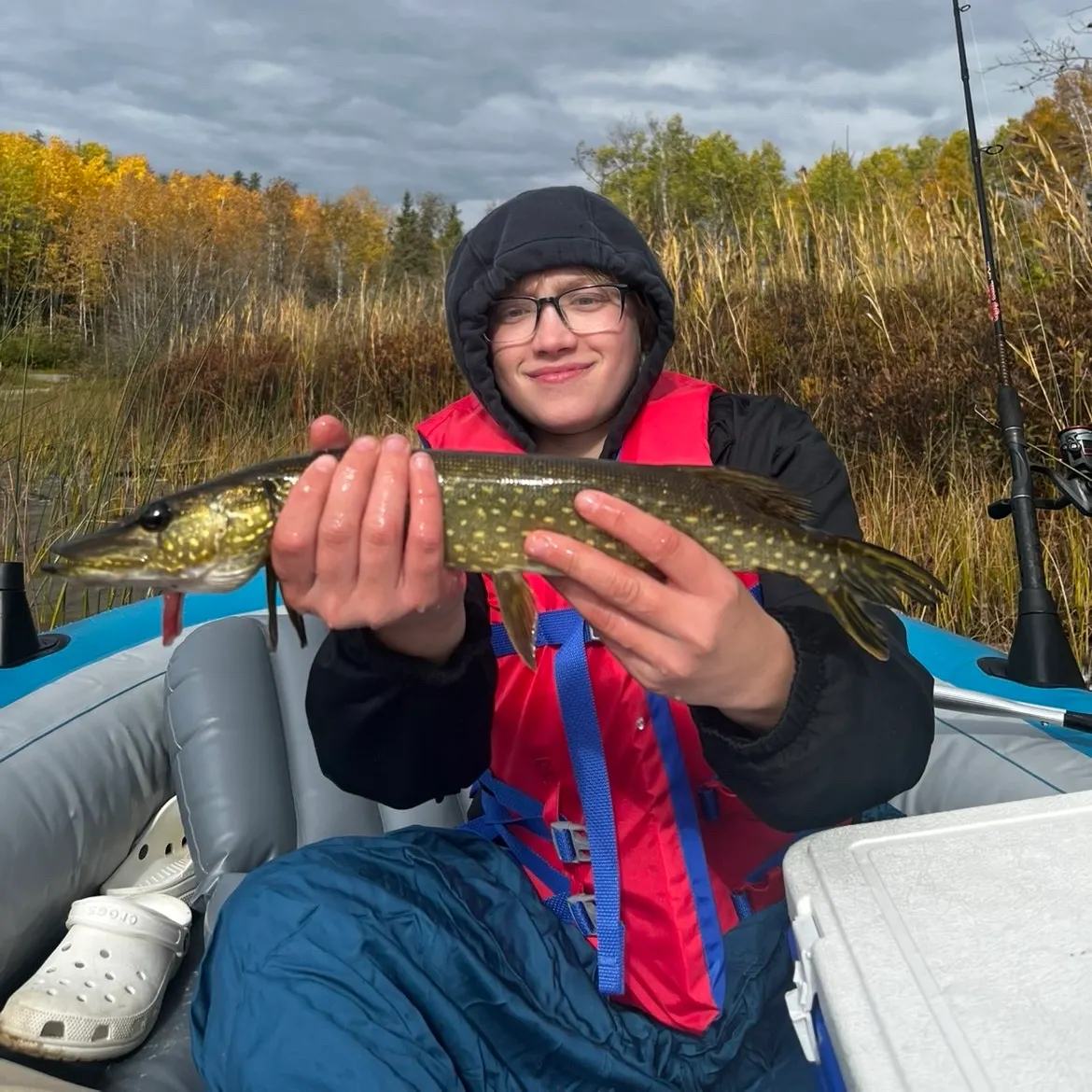 Northern pike caught on Fishbrain