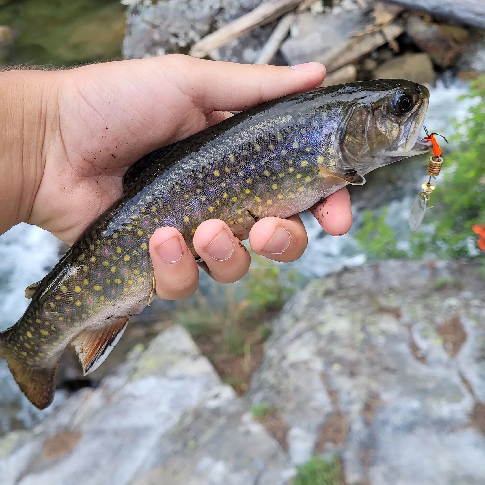 Brook trout caught on Fishbrain