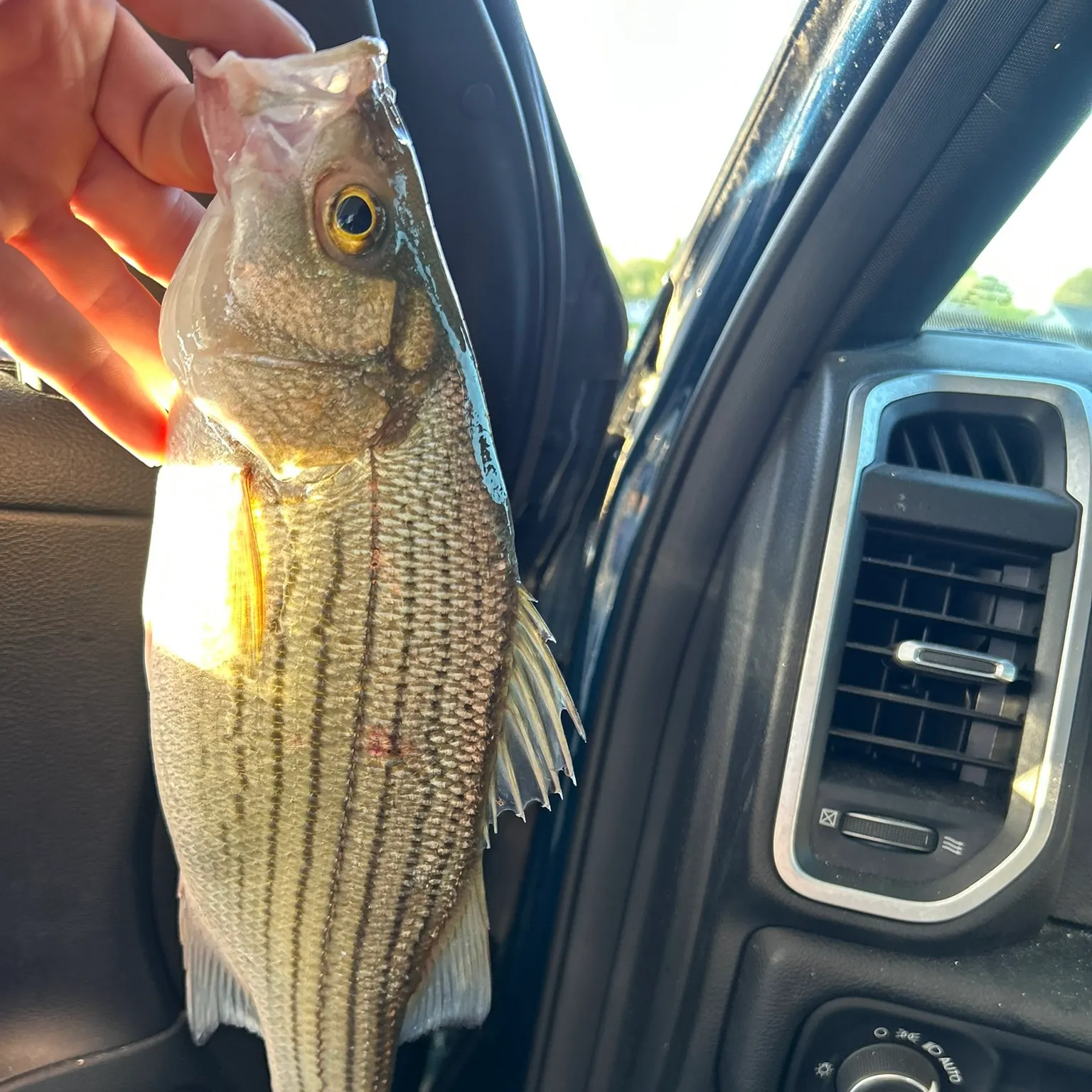 The most recent Hybrid striped bass catches on Fishbrain
