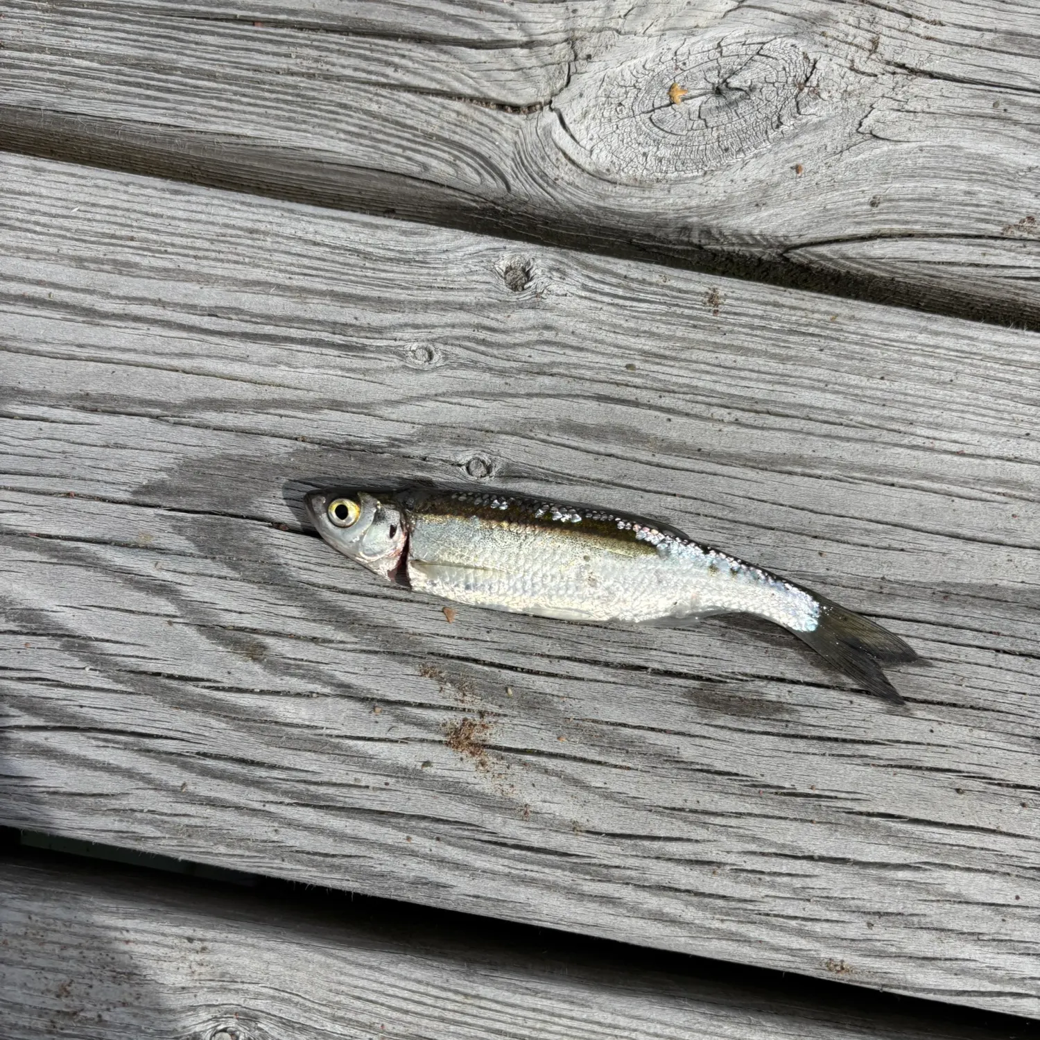 Asp caught on Fishbrain