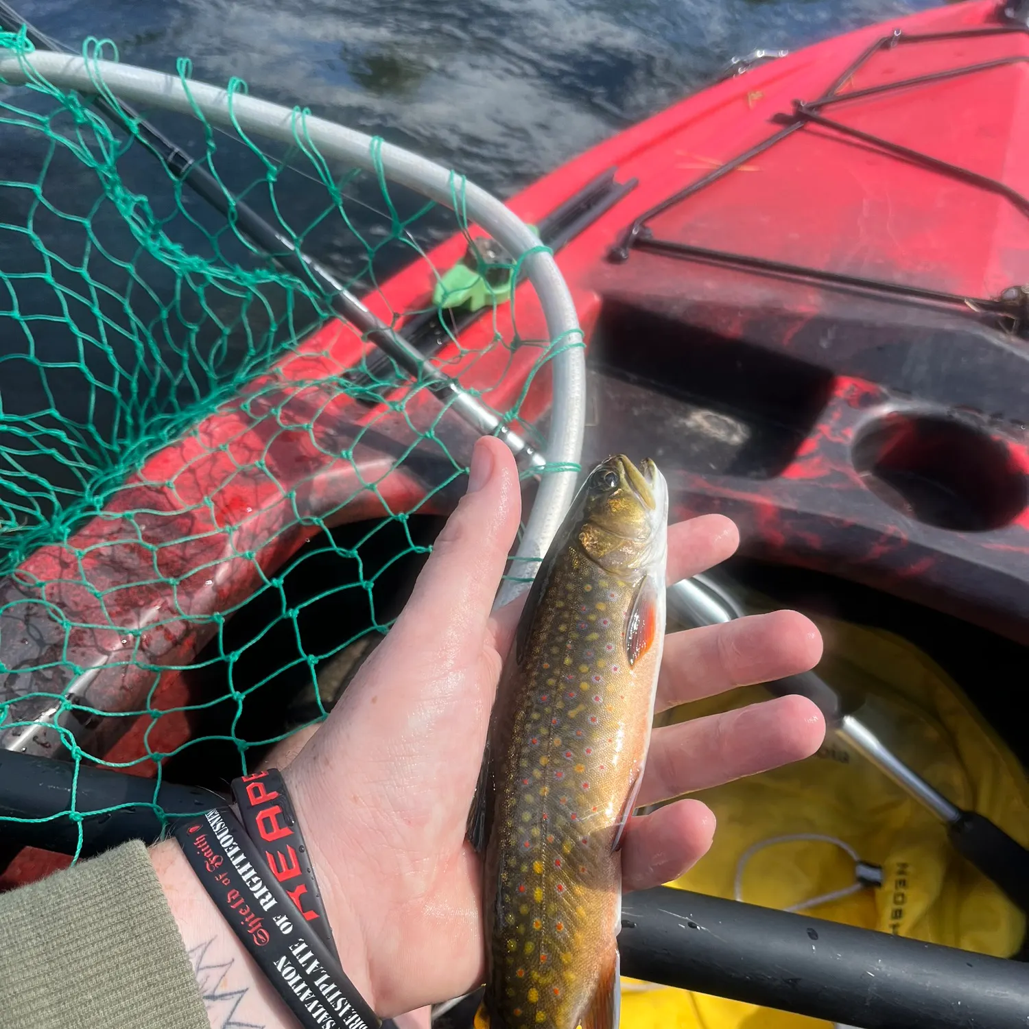 Brook trout caught on Fishbrain