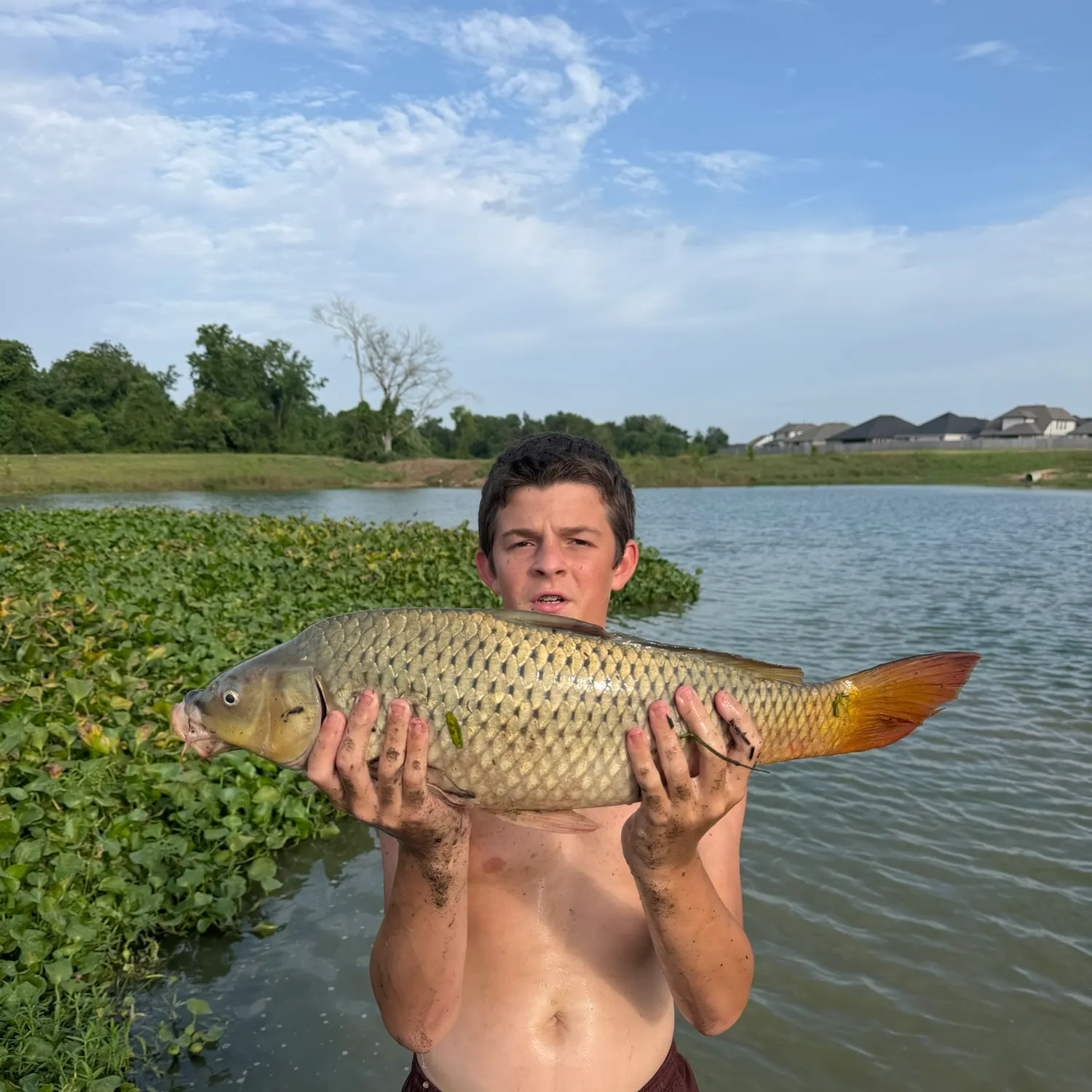 Common carp caught on Fishbrain