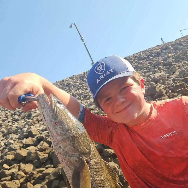 Northern snakehead caught on Fishbrain