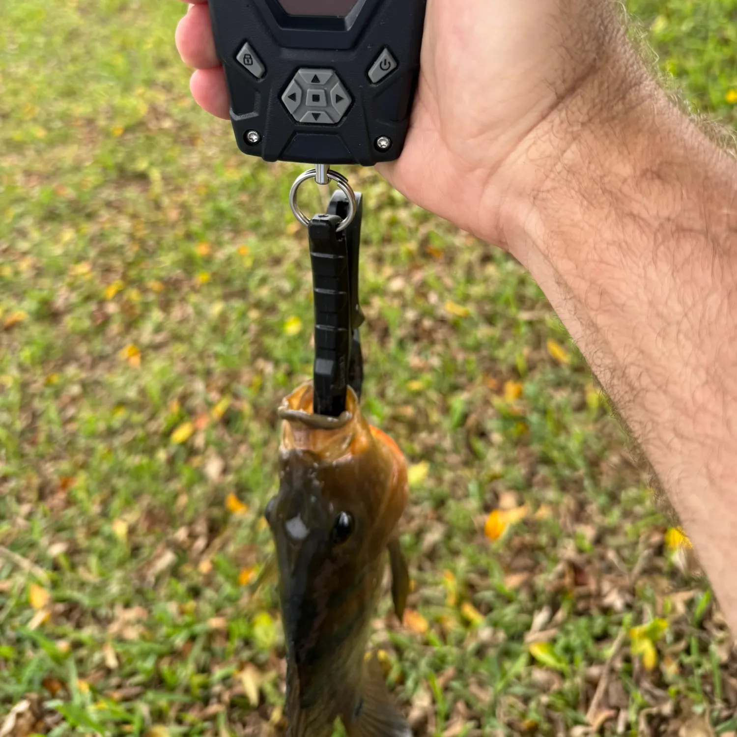 Mayan cichlid caught on Fishbrain