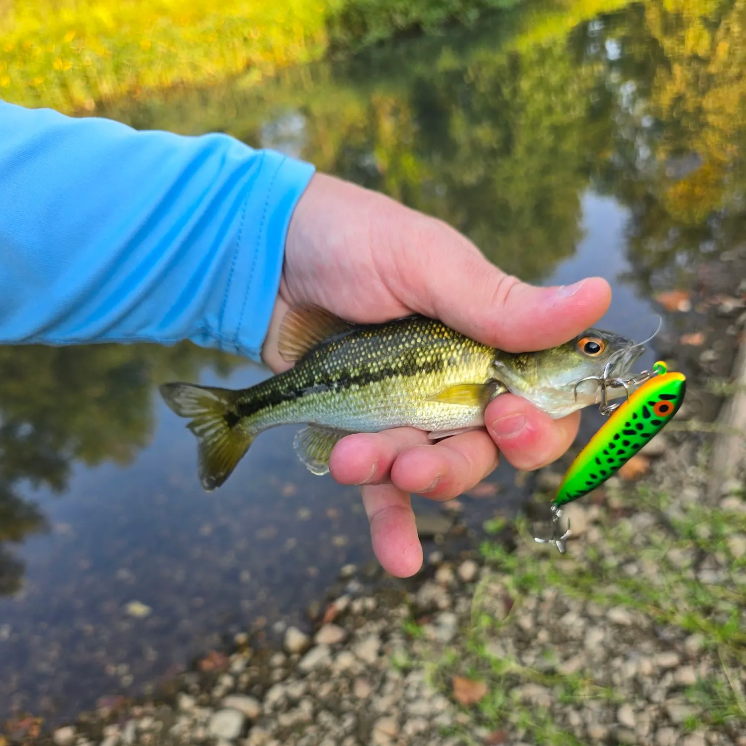 Spotted bass caught on Fishbrain