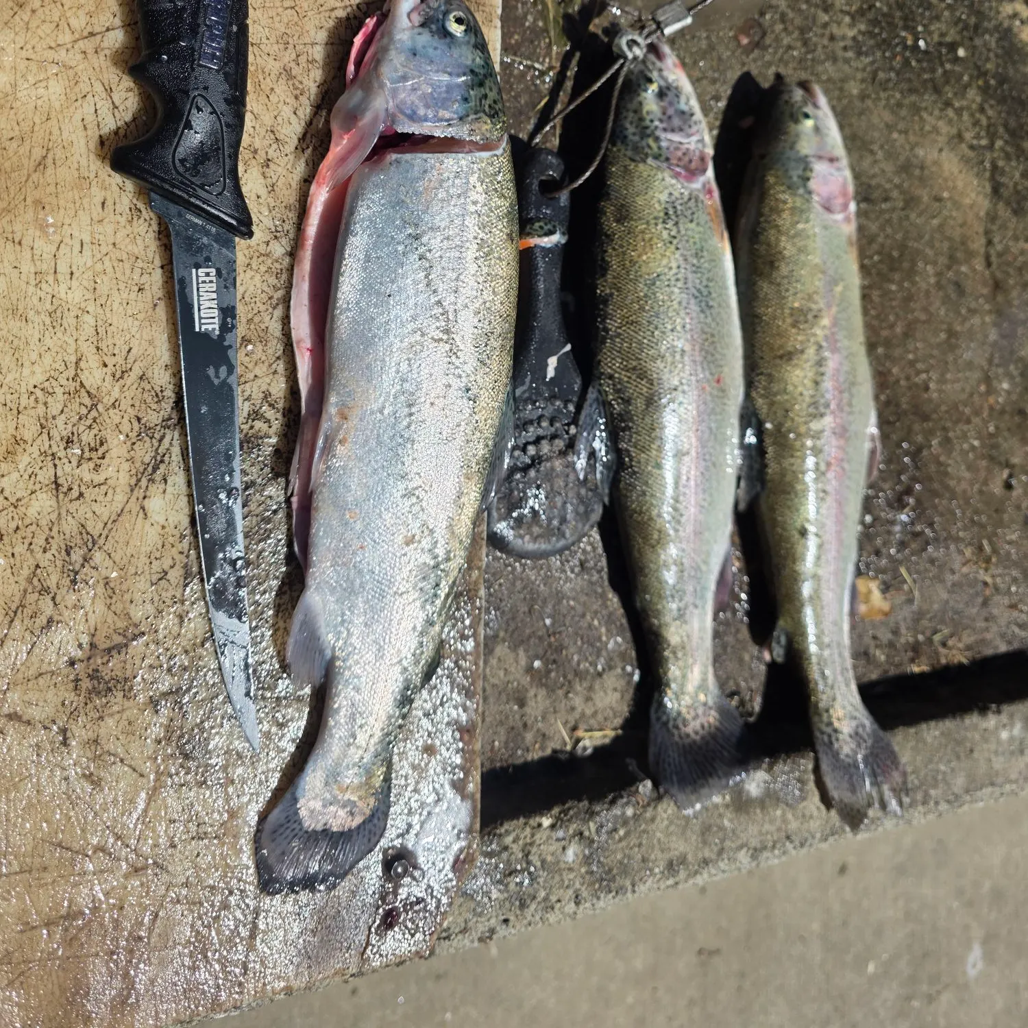 recently logged catches