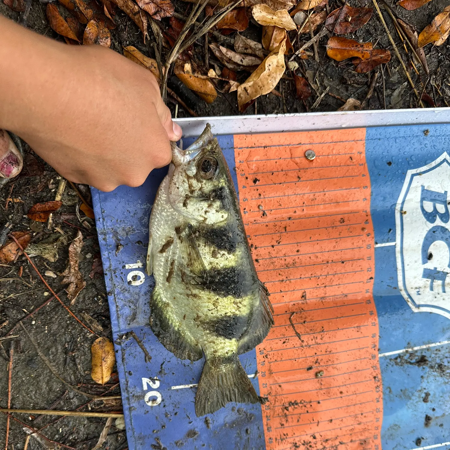 Banded archerfish caught on Fishbrain