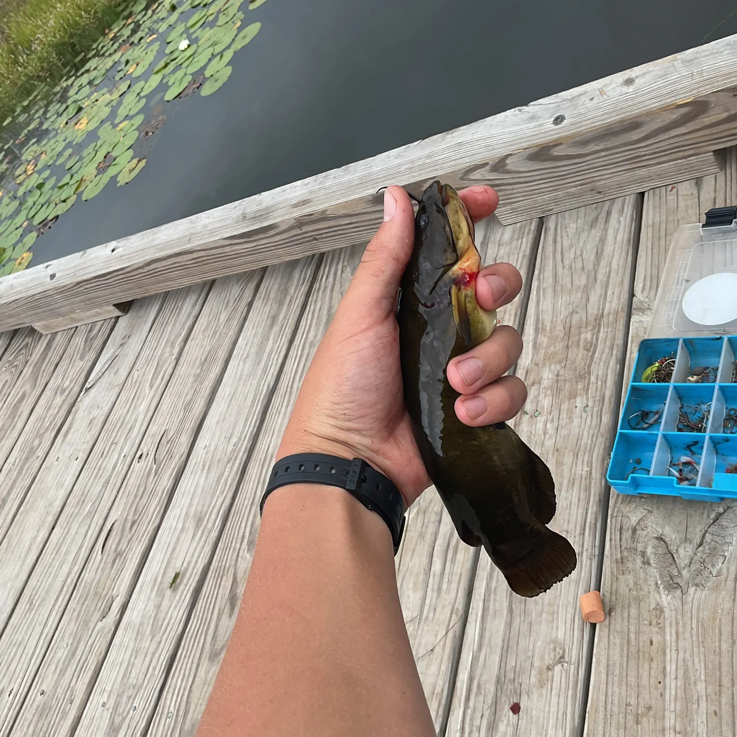 Black bullhead caught on Fishbrain