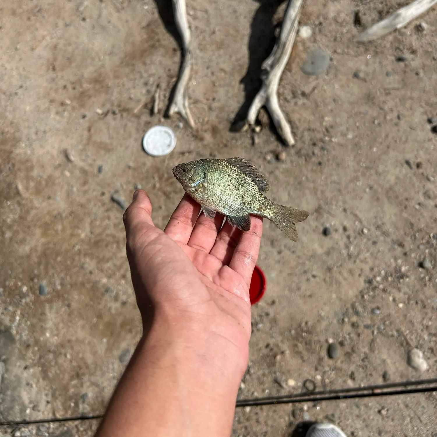 Bluegill caught on Fishbrain