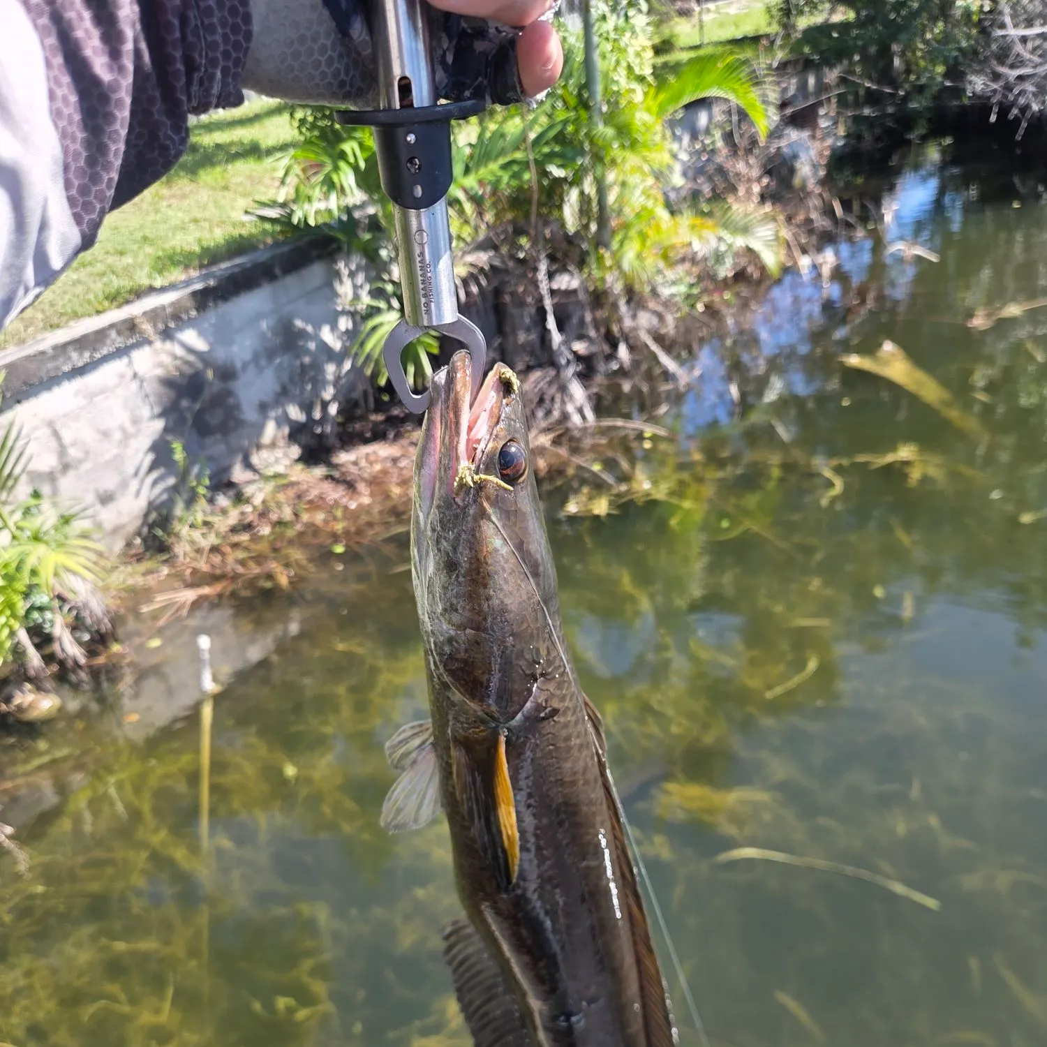 Bullseye snakehead caught on Fishbrain