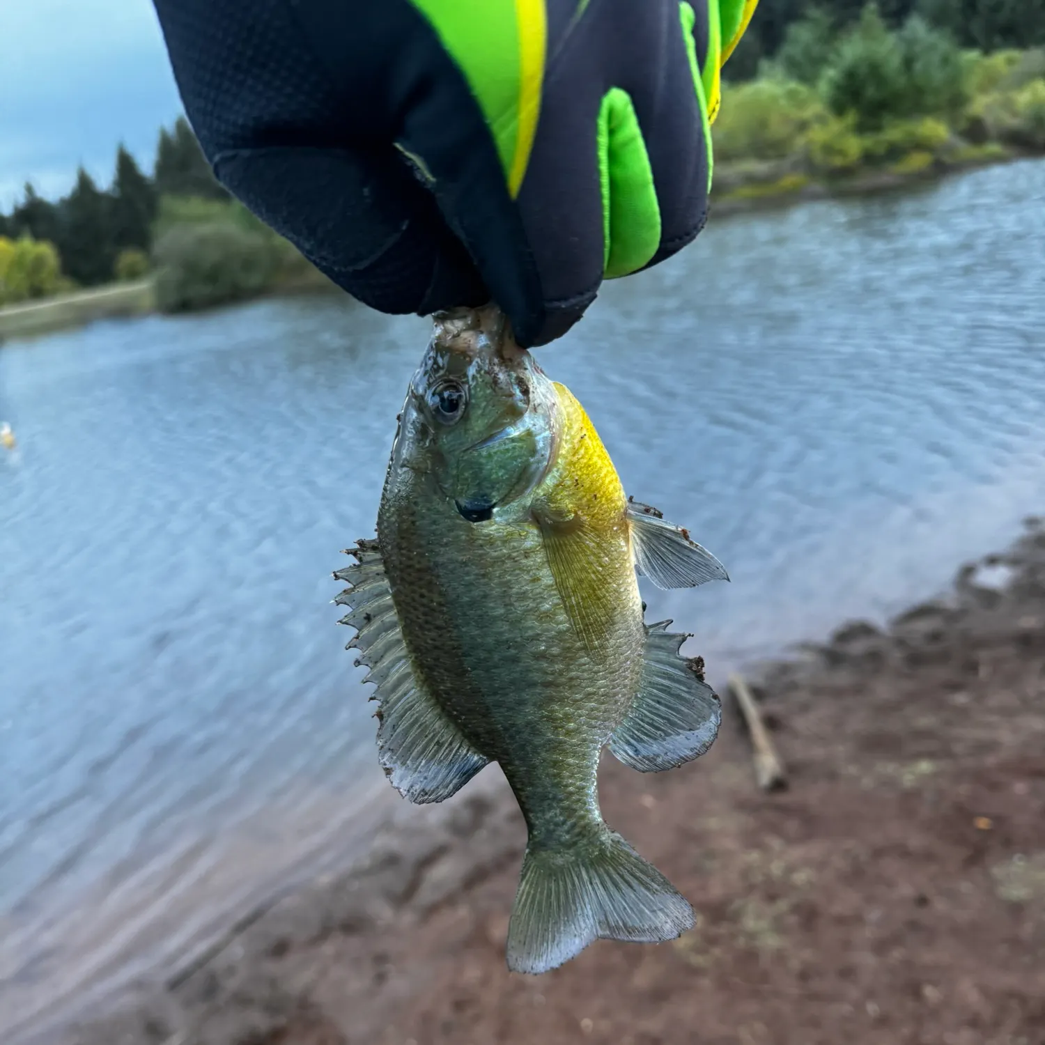 Bluegill caught on Fishbrain
