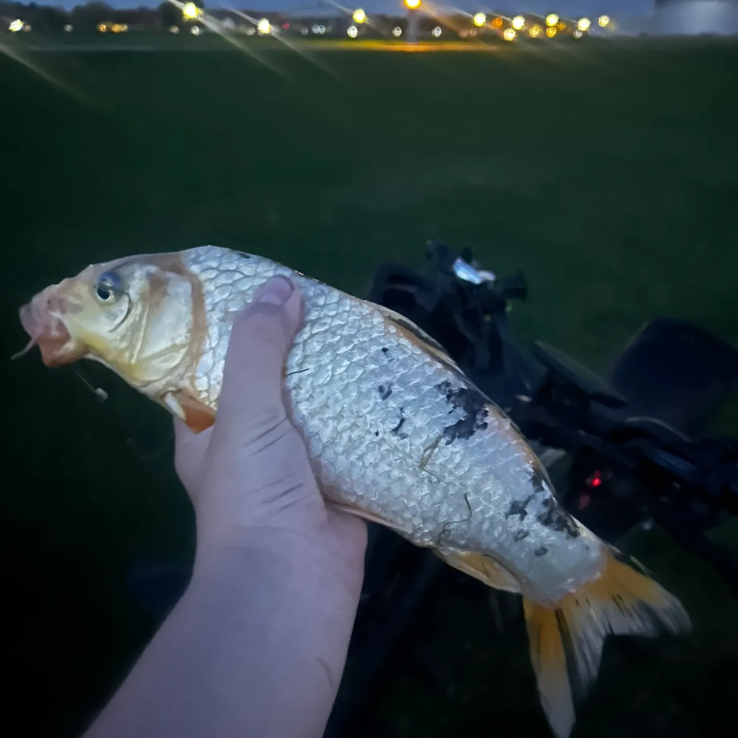The most recent Koi carp catches on Fishbrain