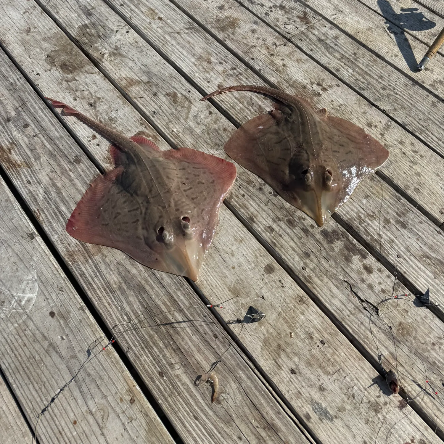 recently logged catches