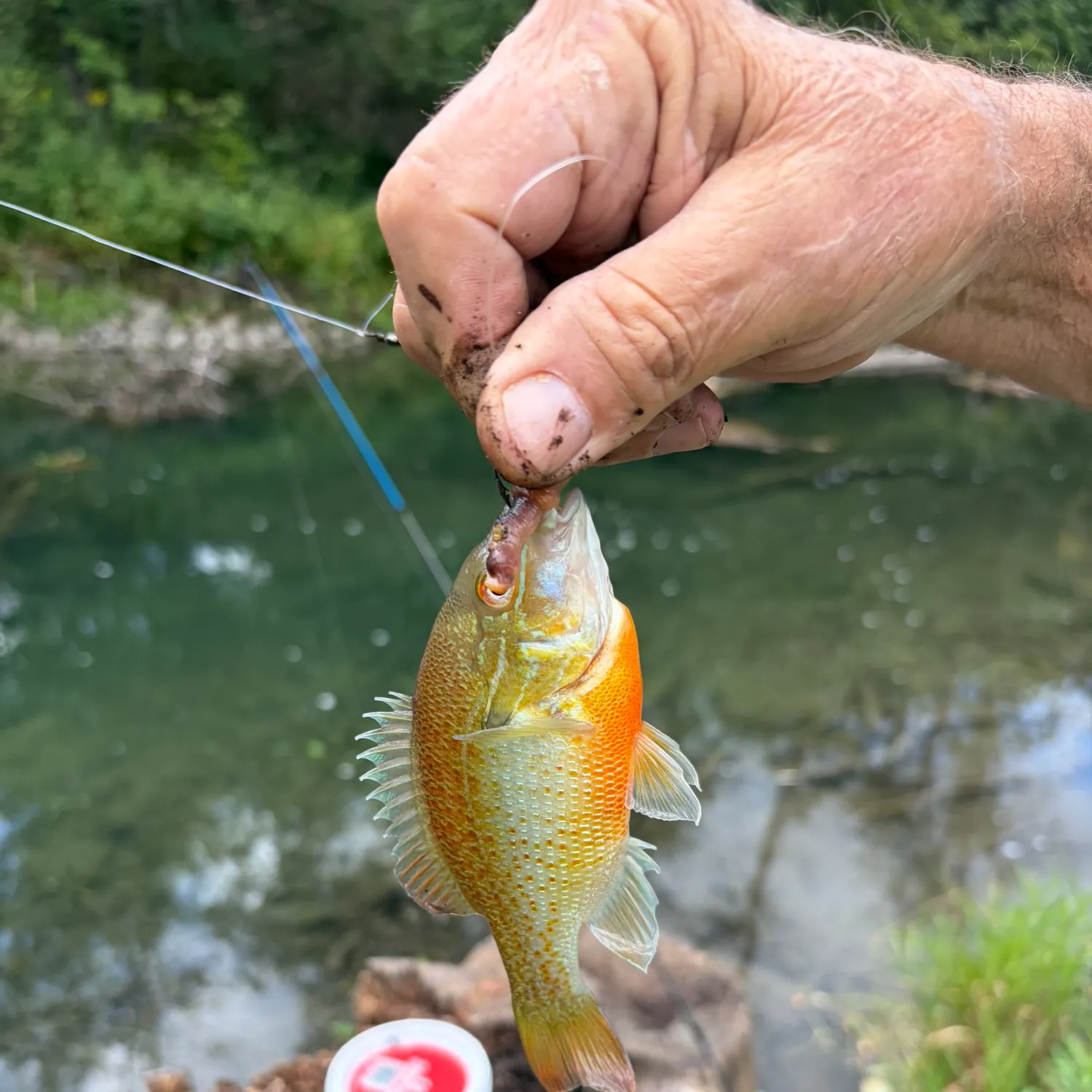 Redbreast sunfish caught on Fishbrain