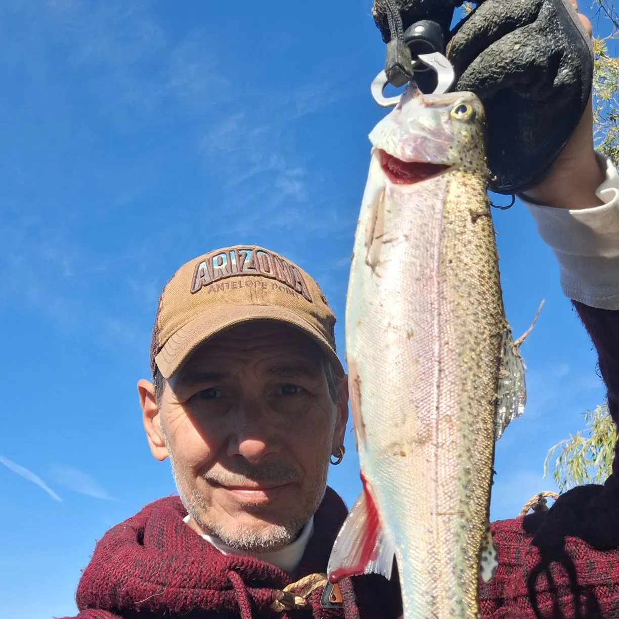 Rainbow trout caught on Fishbrain