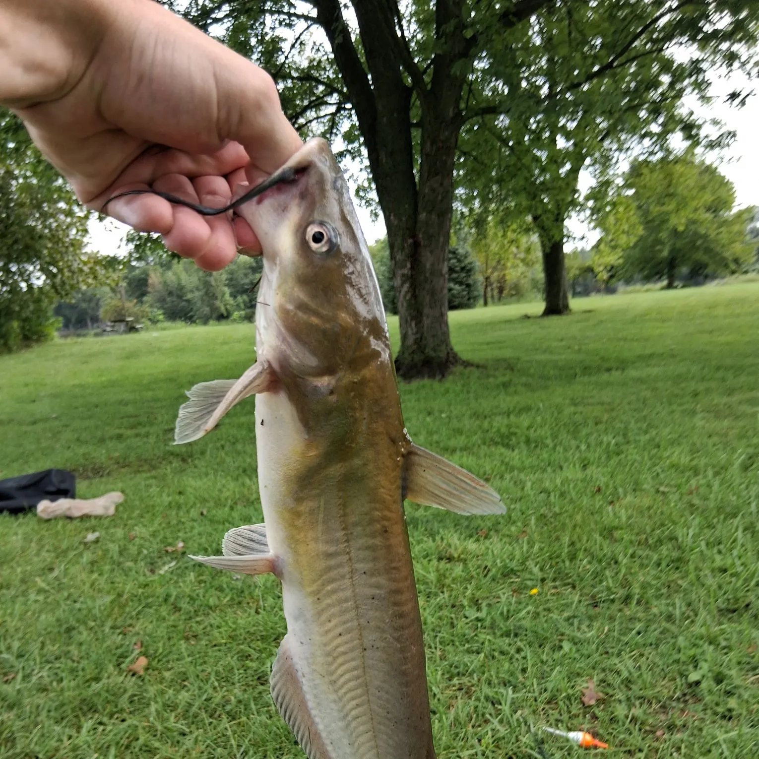 Channel catfish caught on Fishbrain