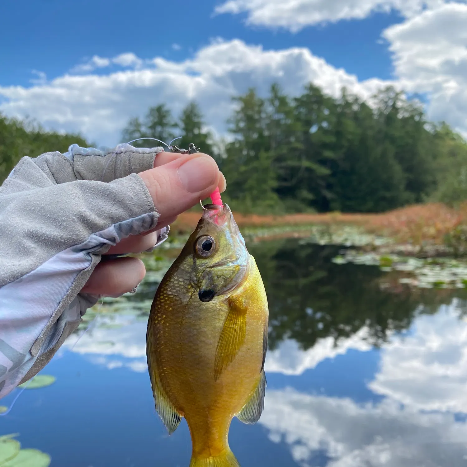 Bluegill caught on Fishbrain