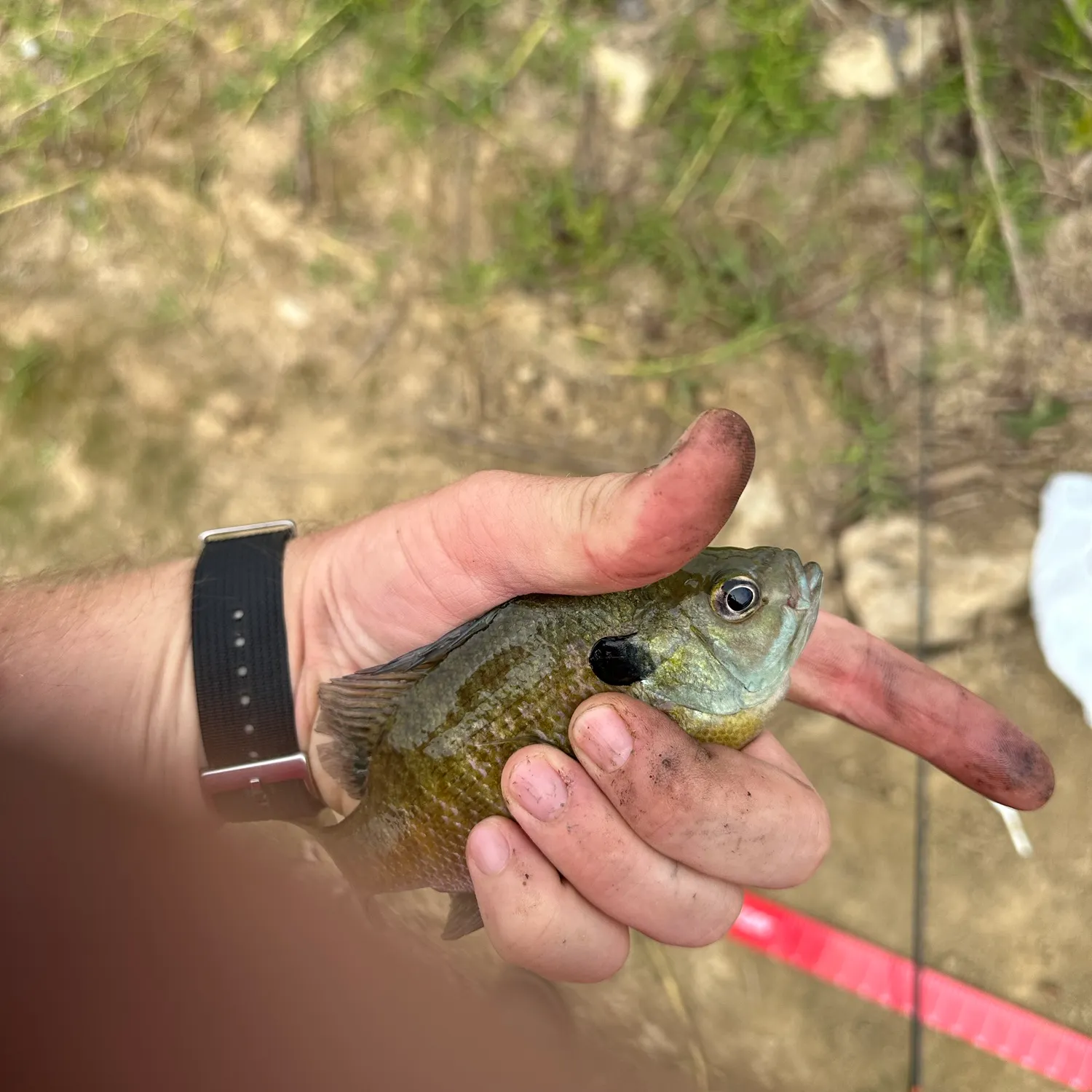 Bluegill caught on Fishbrain