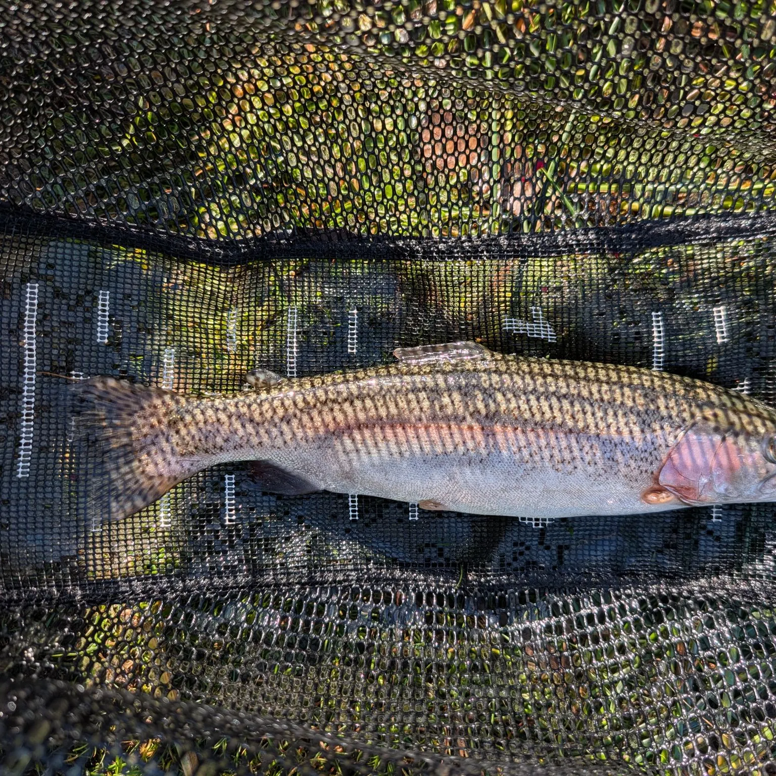 Rainbow trout caught on Fishbrain