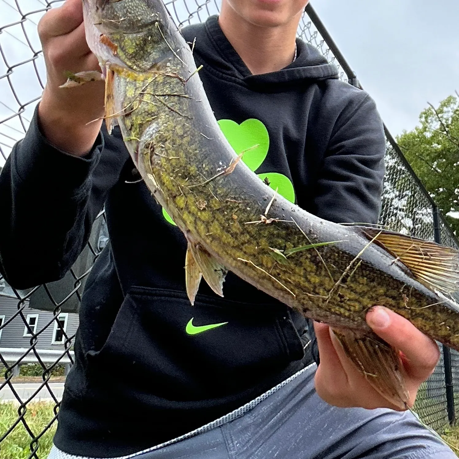Chain pickerel caught on Fishbrain
