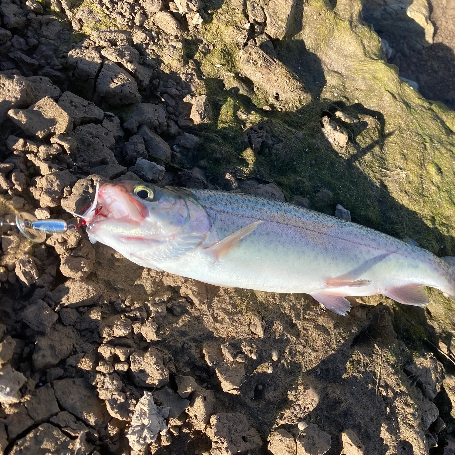 Rainbow trout caught on Fishbrain