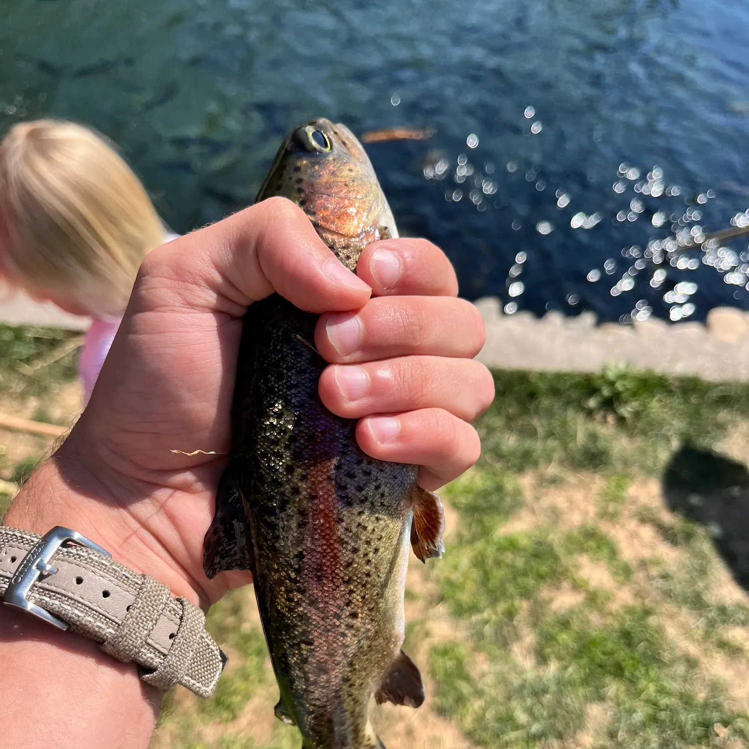 Rainbow trout caught on Fishbrain