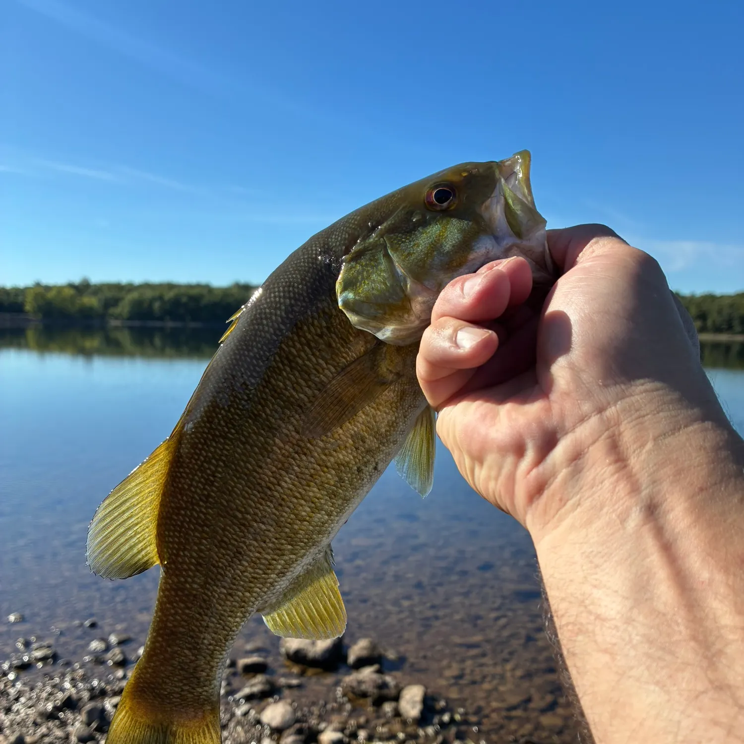 Smallmouth bass caught on Fishbrain