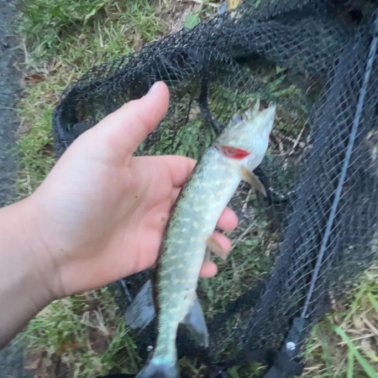 Northern pike caught on Fishbrain