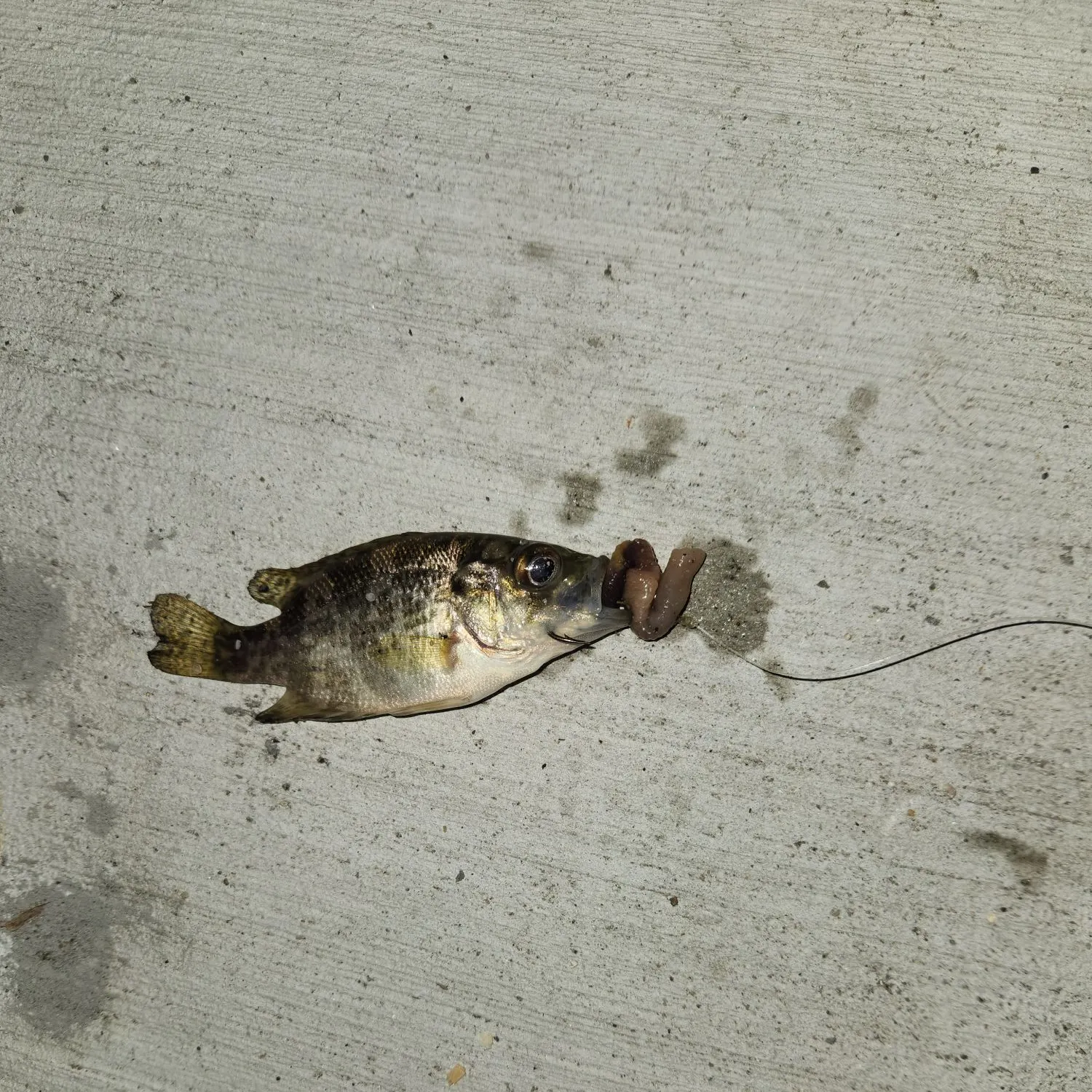 Bluegill caught on Fishbrain