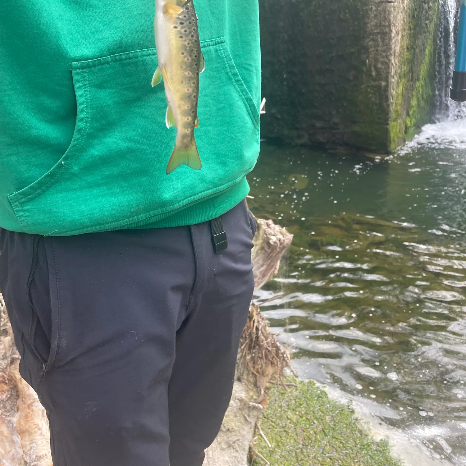Brown trout caught on Fishbrain