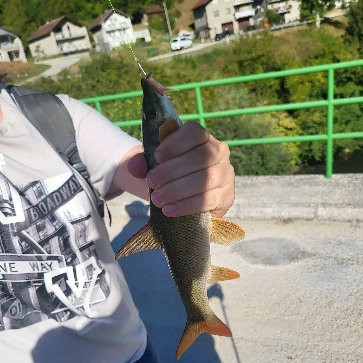 Common barbel caught on Fishbrain