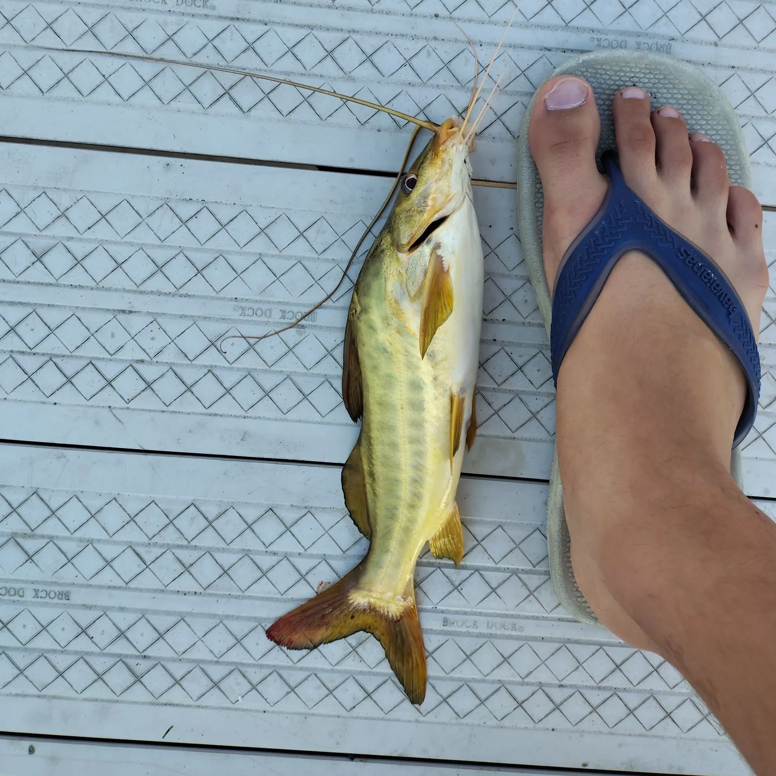 The most recent Spotted pimelodus catches on Fishbrain