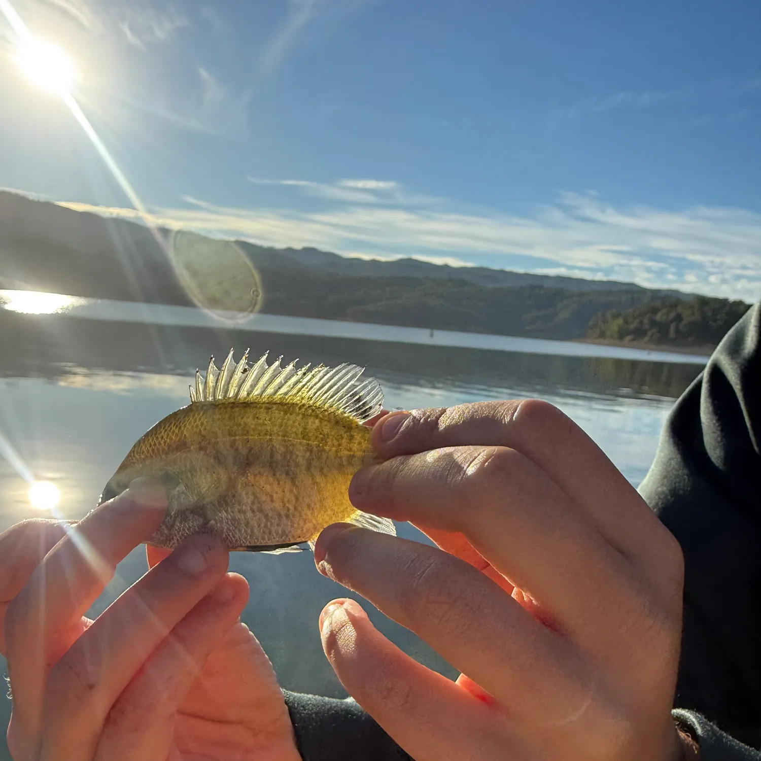 Bluegill caught on Fishbrain