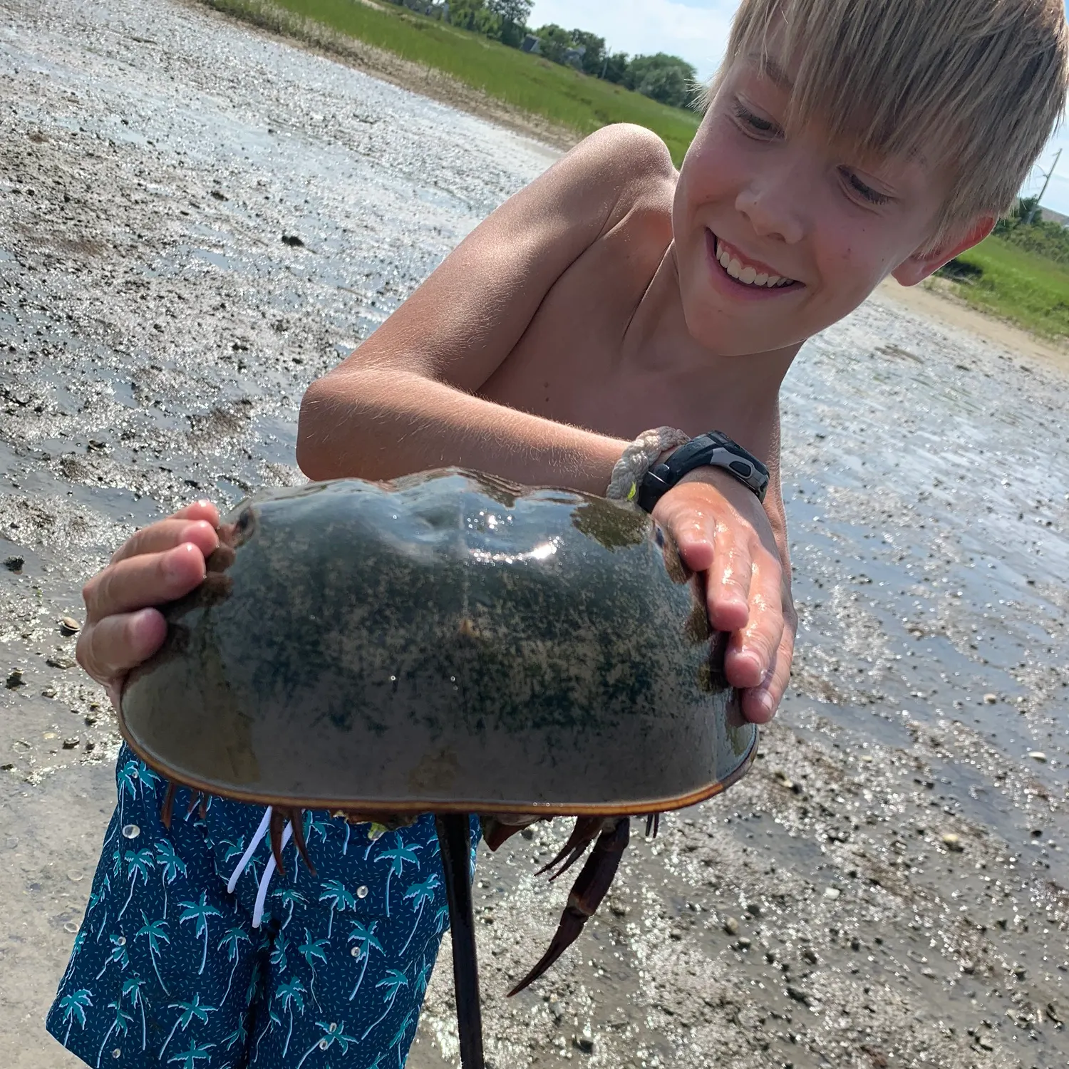 The most recent Atlantic horseshoe crab catches on Fishbrain