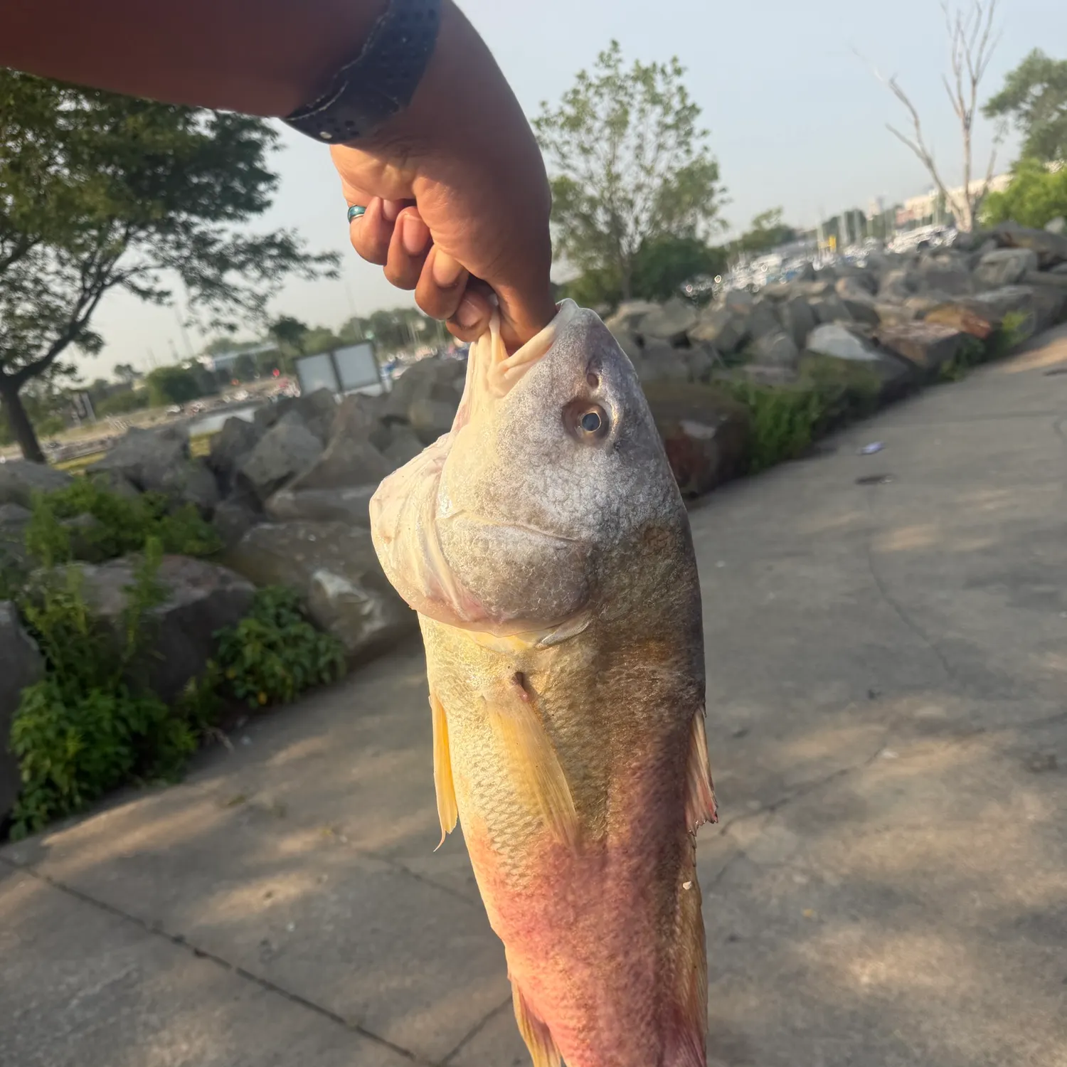 catch