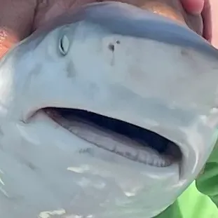 The most recent Lemon shark catches on Fishbrain