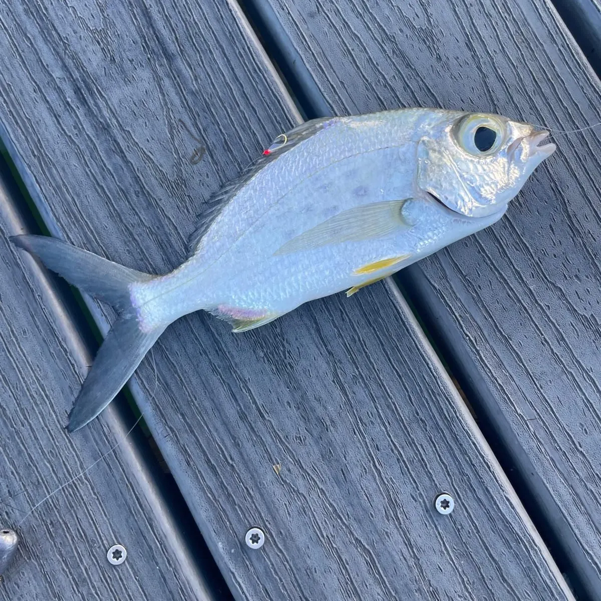 The most recent Yellowfin mojarra catches on Fishbrain