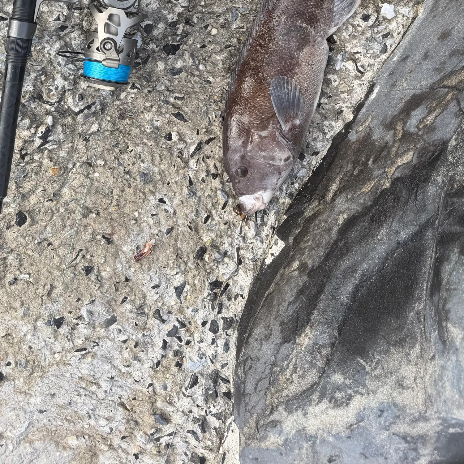 Tautog caught on Fishbrain