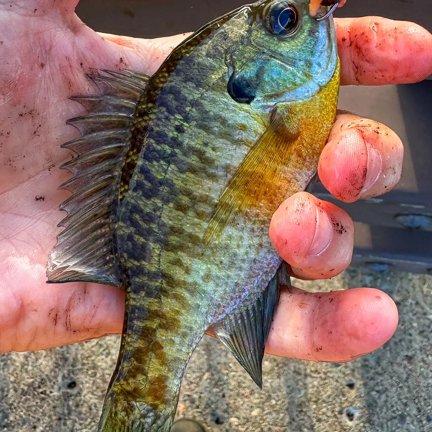 Bluegill caught on Fishbrain