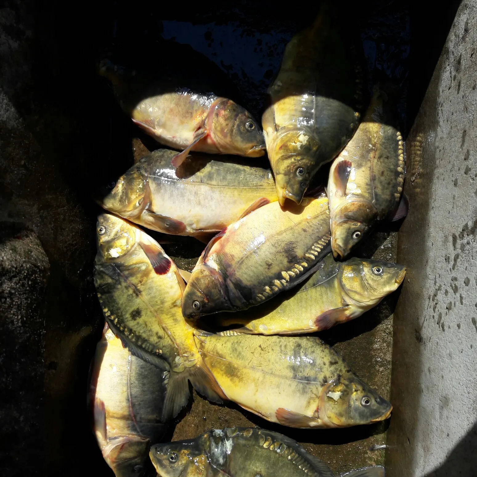 recently logged catches