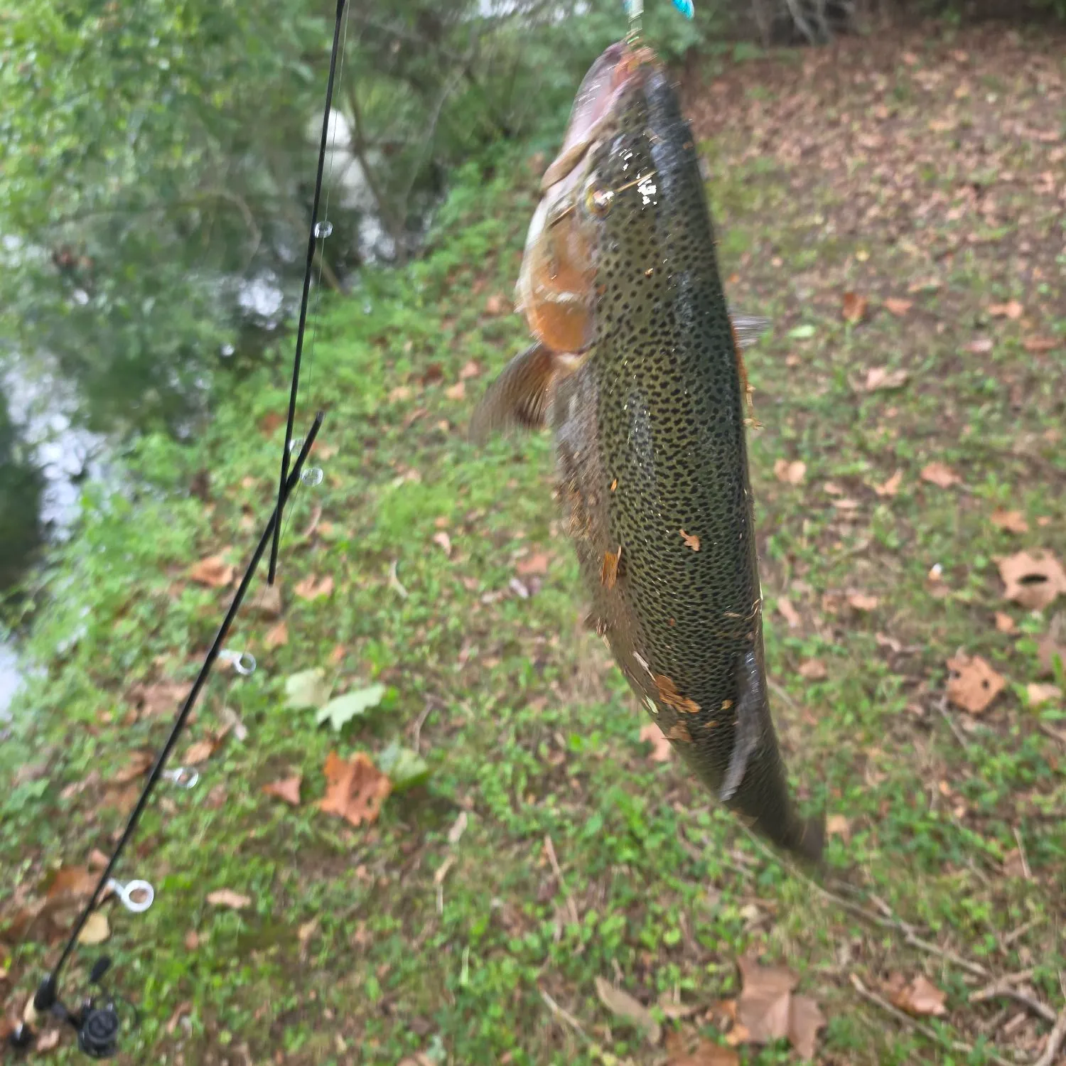 Arctic grayling caught on Fishbrain