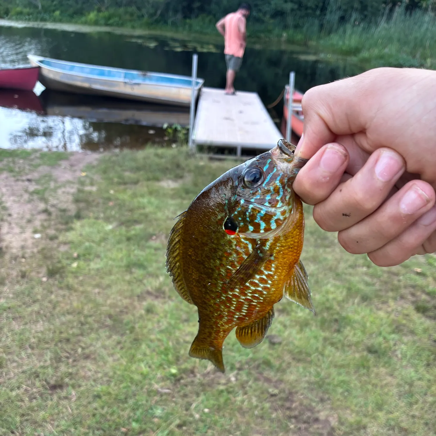 Bluegill caught on Fishbrain