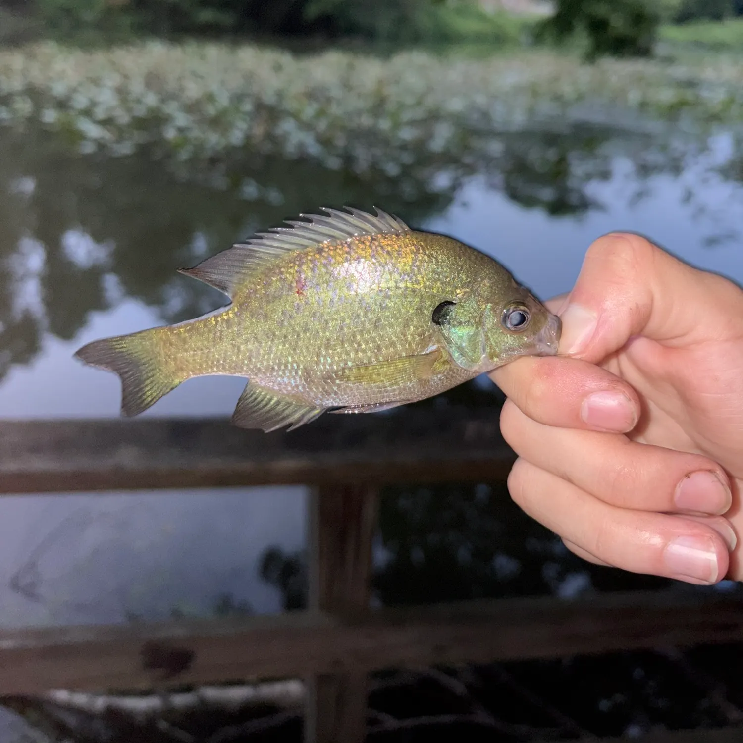 Bluegill caught on Fishbrain