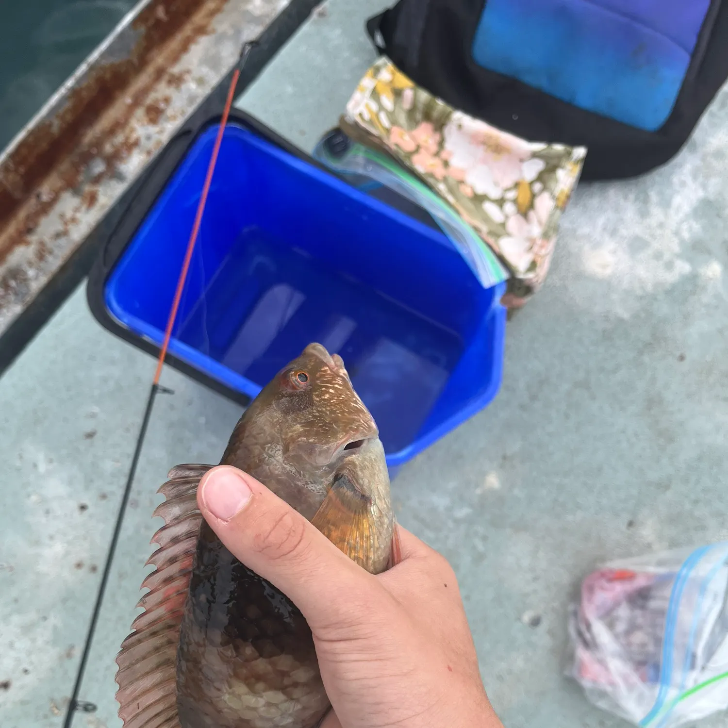 The most recent Gunther's wrasse catches on Fishbrain