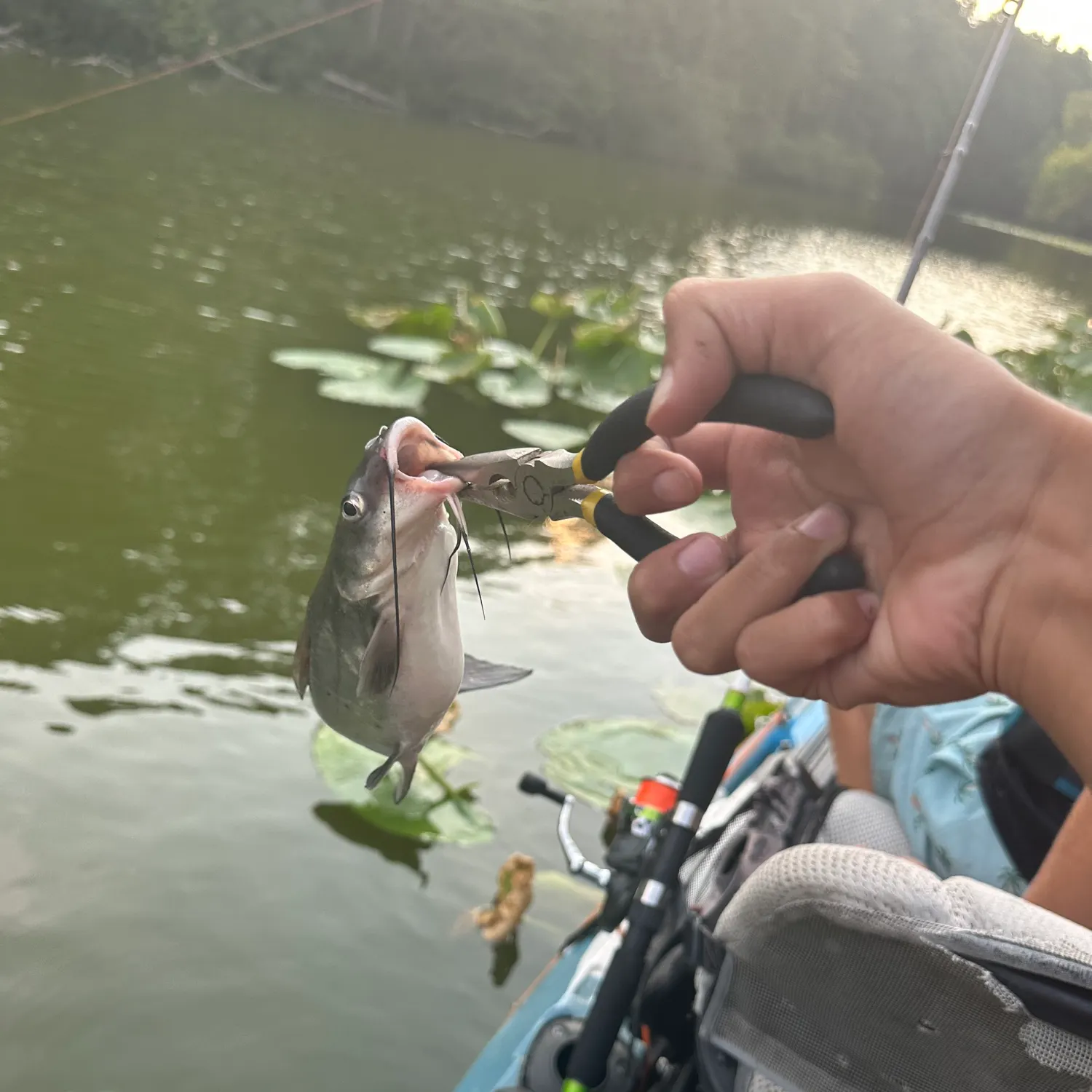 recently logged catches