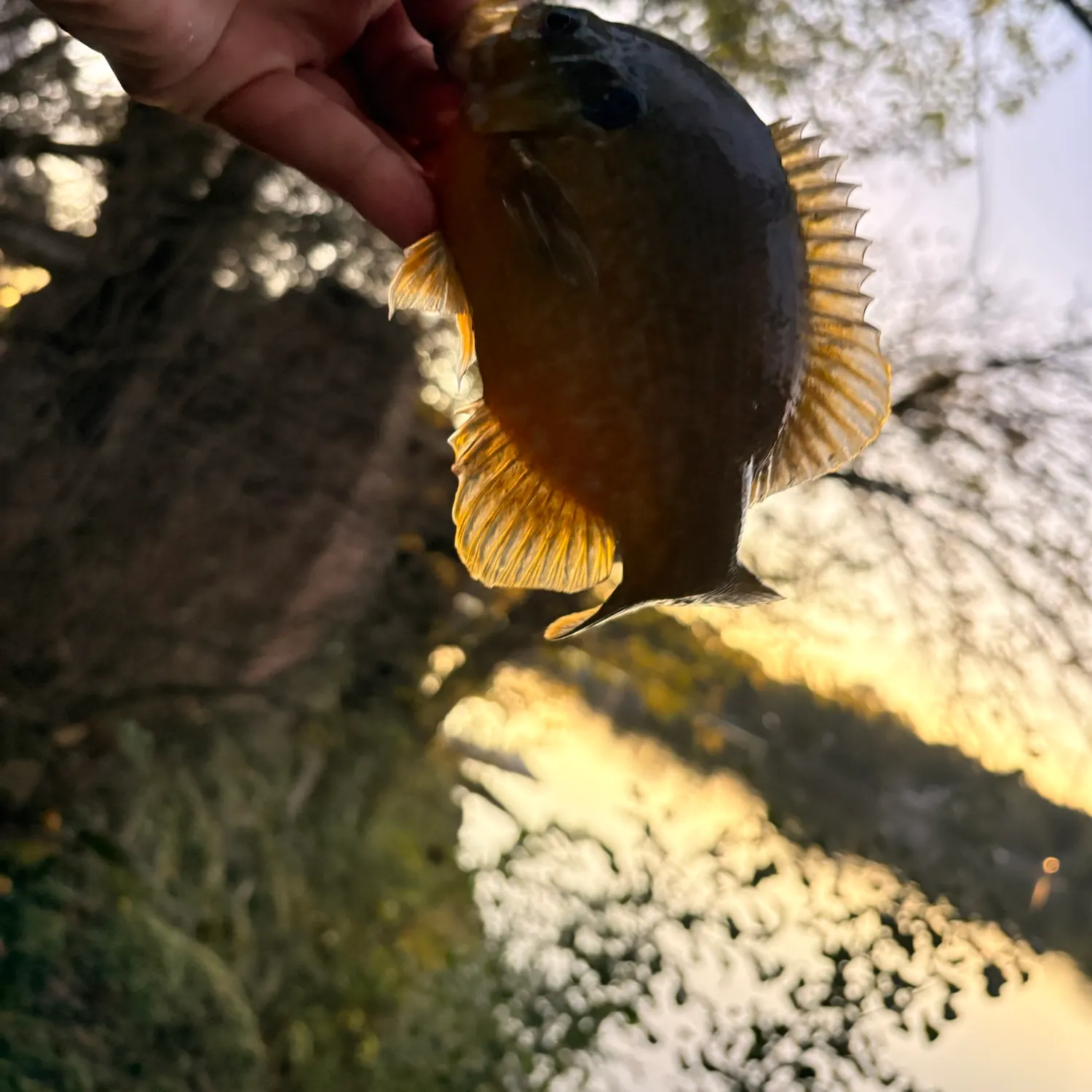 Greengill hybrid caught on Fishbrain