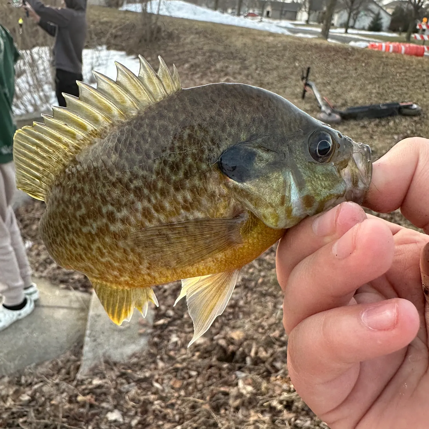 The most recent Indo-Pacific blue marlin catches on Fishbrain