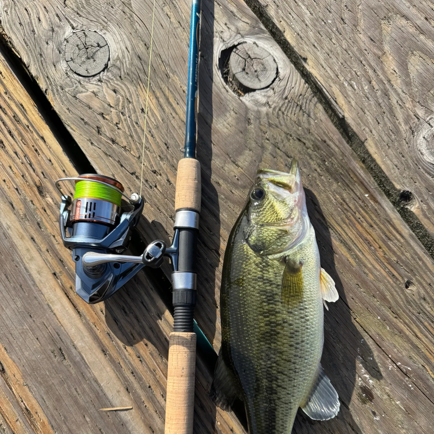 Largemouth bass caught on Fishbrain