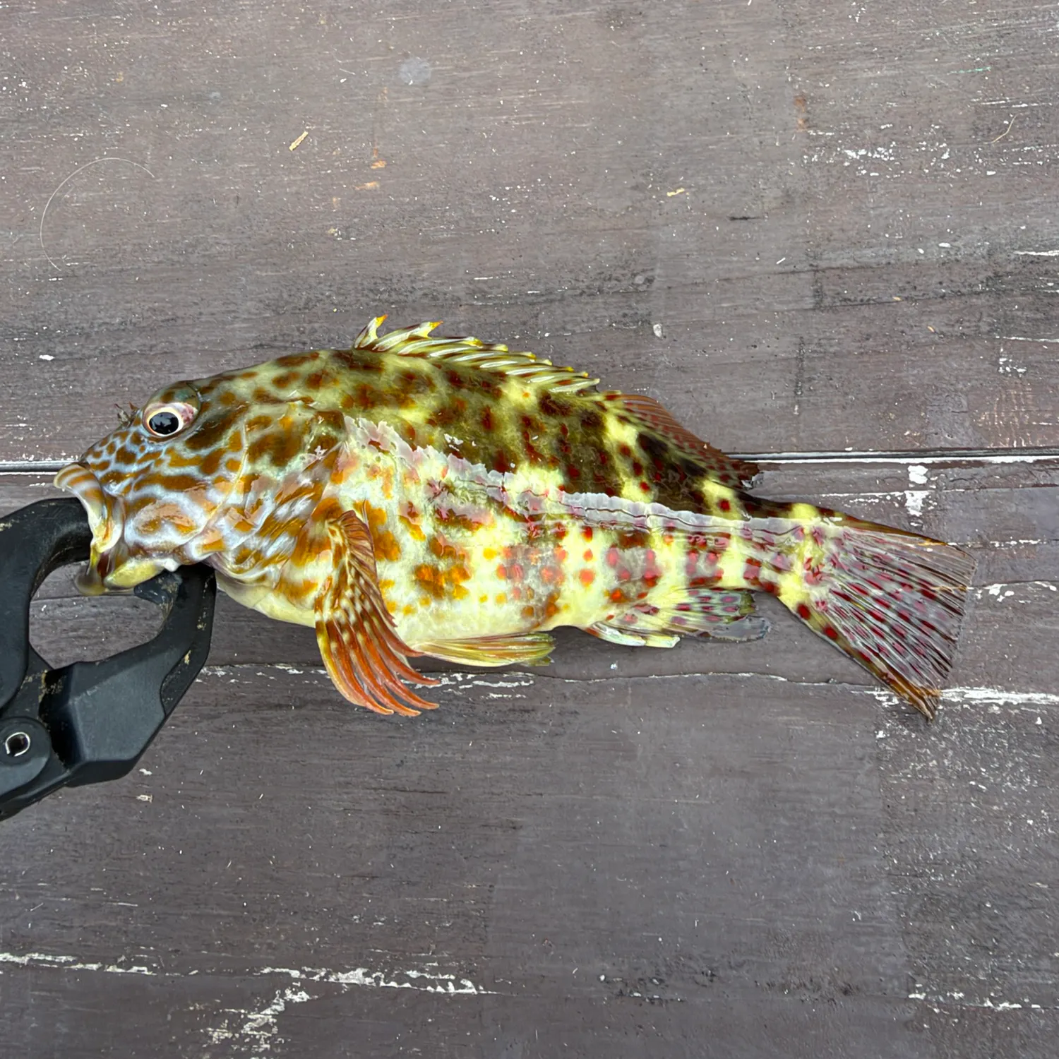 Stocky hawkfish caught on Fishbrain