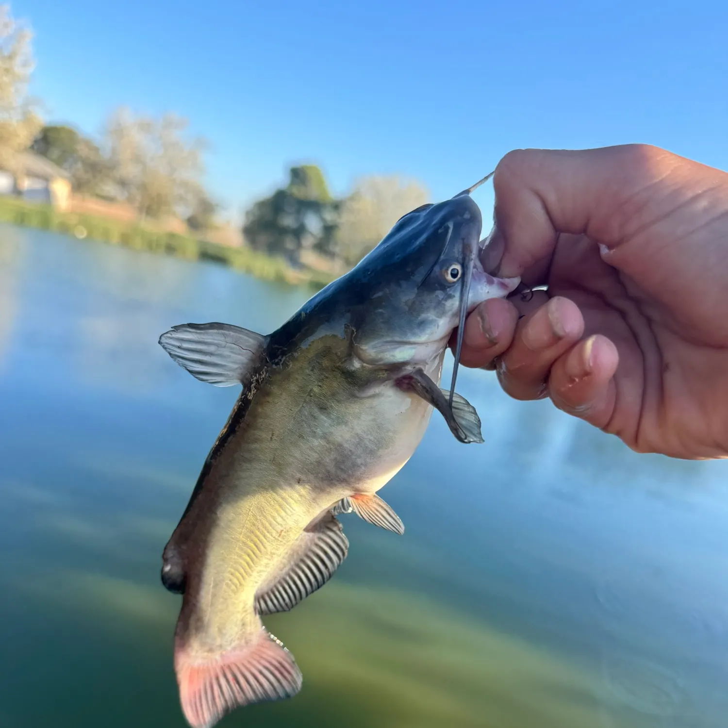Black bullhead caught on Fishbrain